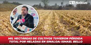 Mil hectáreas de cultivos tuvieron pérdida total por heladas en Sinaloa: Ismael Bello