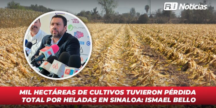 Mil hectáreas de cultivos tuvieron pérdida total por heladas en Sinaloa: Ismael Bello