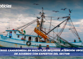 La crisis camaronera en Mazatlán requiere atención urgente, de acuerdo con expertos del sector