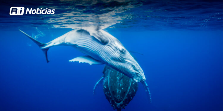 Ballena gris juvenil varada en Mazatlán; se activa operativo interinstitucional
