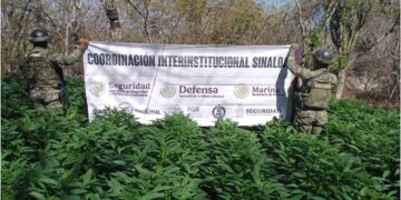 Marina destruye sembradíos de marihuana en la comunidad del Limoncito en Sinaloa