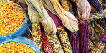 Panel del T-MEC ‘tira’ decreto de AMLO contra maíz transgénico… ¿qué dijo Sheinbaum?