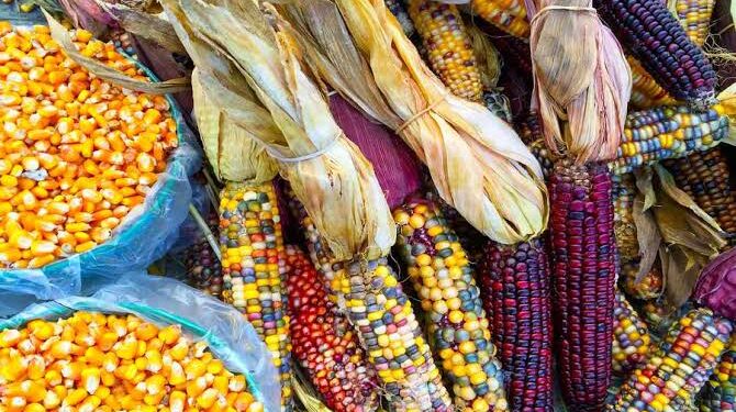 Panel del T-MEC ‘tira’ decreto de AMLO contra maíz transgénico… ¿qué dijo Sheinbaum?