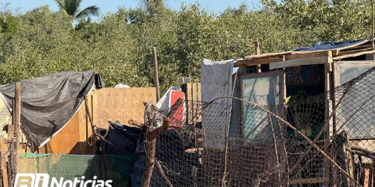 Invasores de manglares de Mazatlán ya están bajo observación de SEMARNAT