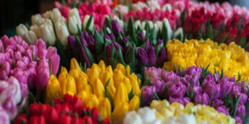 ¿Por qué regalamos flores? Esta es la historia detrás del romántico detalle