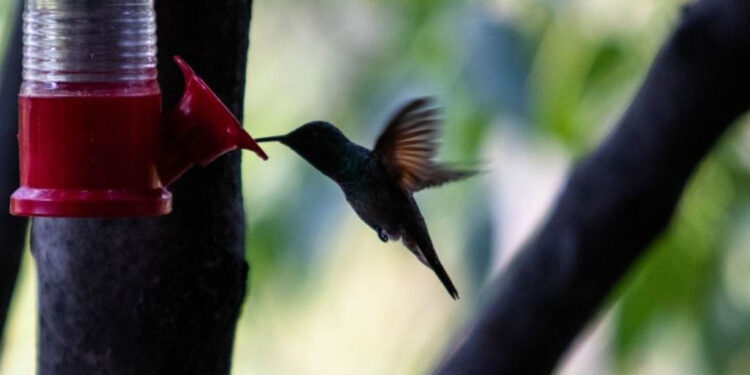 Profepa y Semarnat piden no comprar colibríes para “amarres de amor” y denunciar su venta