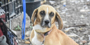 Multan a familia por alimentar a perros callejeros en Mexicali, piden apoyo de las autoridades y cibernautas