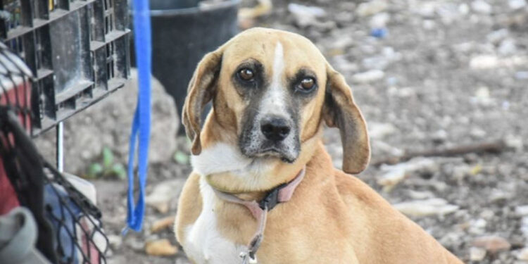 Multan a familia por alimentar a perros callejeros en Mexicali, piden apoyo de las autoridades y cibernautas