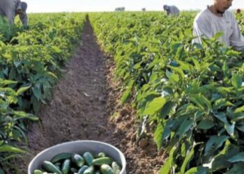 Repunte en el precio del chile alivia a agricultores de Mazatlán