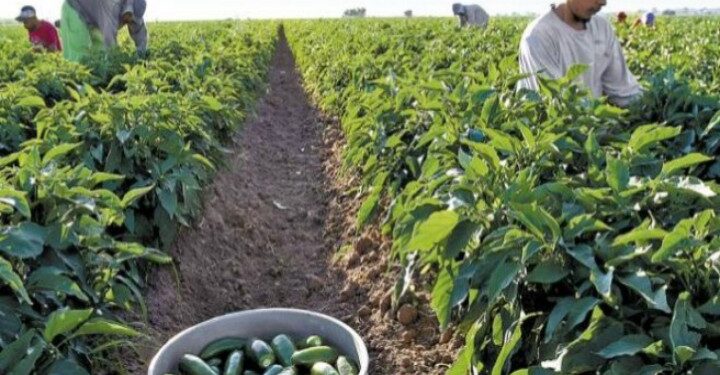 Repunte en el precio del chile alivia a agricultores de Mazatlán