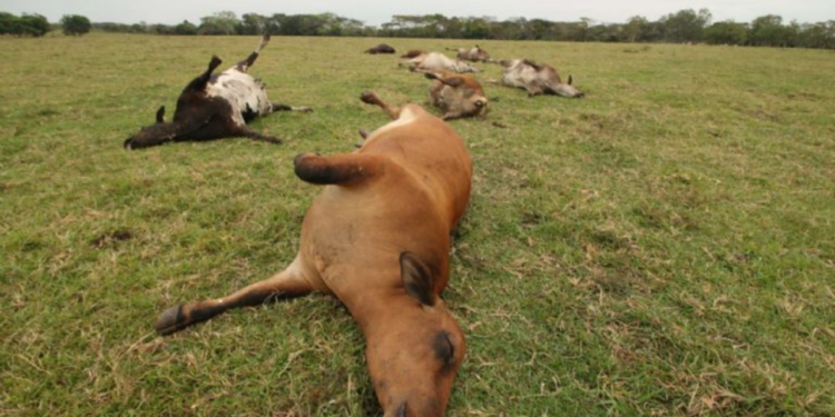 “Perdí todo el trabajo de mi vida”, ganaderos lamentan efectos de extraña bacteria en Tabasco