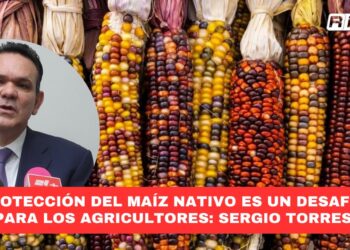 Protección del maíz nativo es un desafío para los agricultores: Sergio Torres