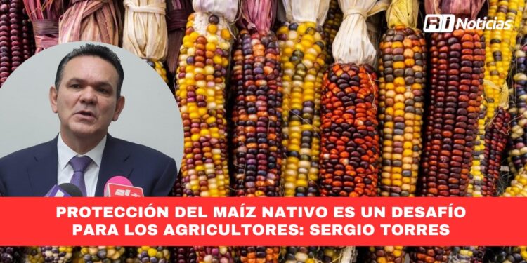 Protección del maíz nativo es un desafío para los agricultores: Sergio Torres