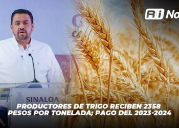 Productores de trigo reciben 2358 pesos por tonelada; pago del 2023-2024