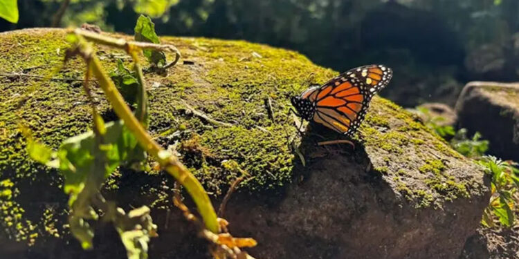 ALERTA: Mariposa monarca continúa peligrosamente camino a la extinción