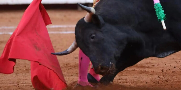 Publican decreto que prohíbe los corridas de toros con violencia en CDMX