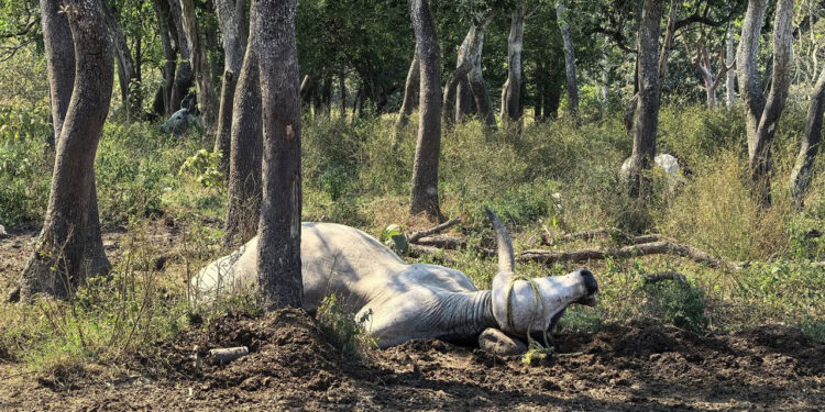 Tabasco padece muerte masiva de ganado