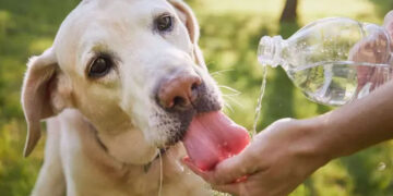 ¿Cómo saber si tu perro está deshidratado? Protégelo durante la temporada de calor