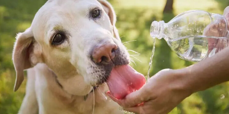 ¿Cómo saber si tu perro está deshidratado? Protégelo durante la temporada de calor