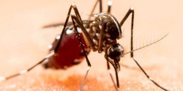 Confirman 3 muertes por picadura de mosquito del dengue, hay más de 2,000 casos en el país