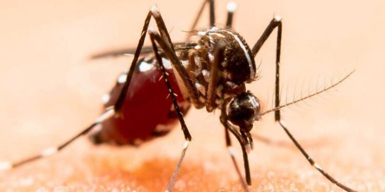 Confirman 3 muertes por picadura de mosquito del dengue, hay más de 2,000 casos en el país