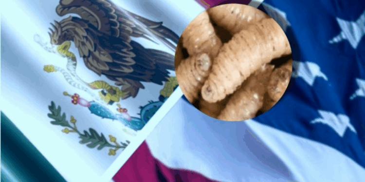 Sheinbaum destaca acuerdo con EU por gusano barrenador