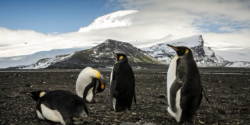 Trump impone aranceles a un archipiélago sin humanos pero sí con focas y pingüinos