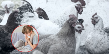 Influenza aviar en México: ¿Cómo se contagió la niña de 3 años que murió por la enfermedad viral?