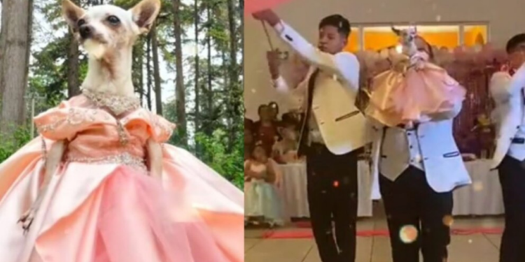Perrita chihuahua en México se vuelve viral al celebrar sus XV años con todo y chambelanes