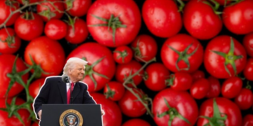 México negociará con EU en los próximos 90 días la imposición de tarifas a jitomates mexicanos