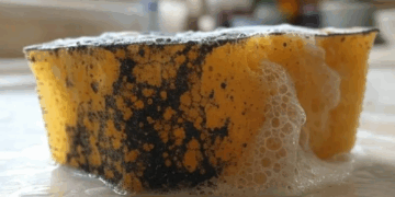Esta es la alarmante cantidad de bacterias que tiene tu esponja de cocina