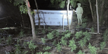 Marina erradica sembradío de marihuana en zona rural de Elota, Sinaloa