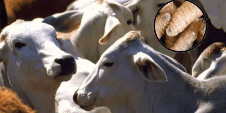 Alistan más controles para ganado ante gusano barrenador, dice Sheinbaum