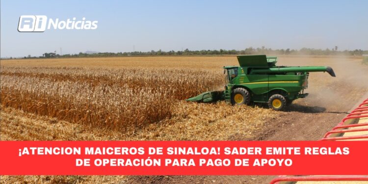 ¡Atención Maiceros de Sinaloa!, SADER Emite Reglas de Operación para Pago de apoyo