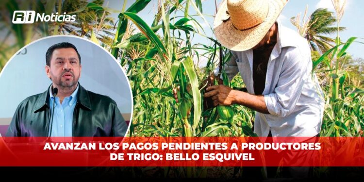 Avanzan los pagos pendientes a productores de trigo: Bello Esquivel