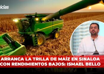 Arranca la trilla de maíz en Sinaloa con rendimientos bajos: Ismael Bello