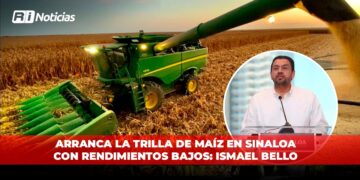 Arranca la trilla de maíz en Sinaloa con rendimientos bajos: Ismael Bello