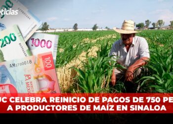 COUC celebra reinicio de pagos de 750 pesos a productores de maíz en Sinaloa