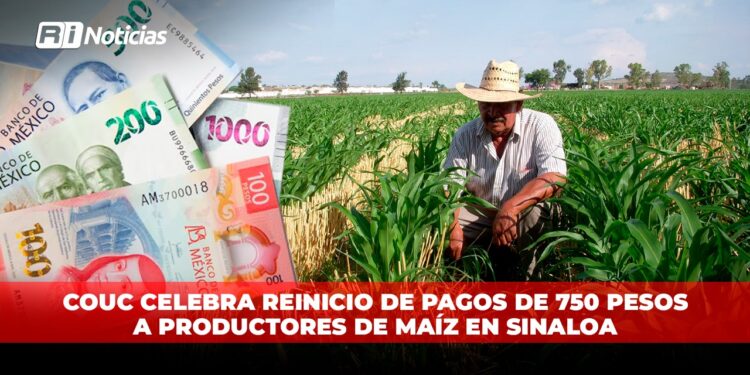 COUC celebra reinicio de pagos de 750 pesos a productores de maíz en Sinaloa