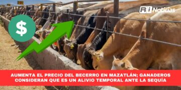 Aumenta el precio del becerro en Mazatlán; ganaderos consideran que es un alivio temporal ante la sequía
