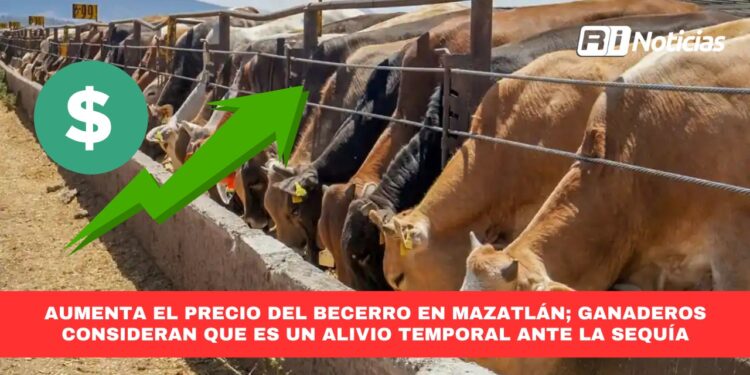 Aumenta el precio del becerro en Mazatlán; ganaderos consideran que es un alivio temporal ante la sequía