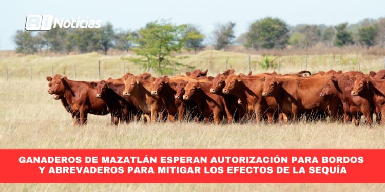 Ganaderos de Mazatlán esperan autorización para bordos y abrevaderos para mitigar los efectos de la sequía
