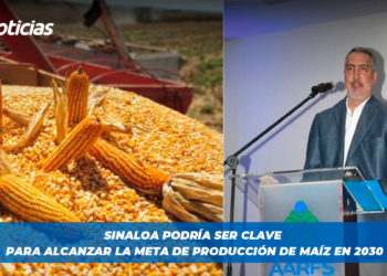 Sinaloa podría ser clave para alcanzar la meta de producción de maíz en 2030