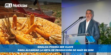 Sinaloa podría ser clave para alcanzar la meta de producción de maíz en 2030