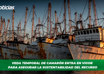 Veda temporal de camarón entra en vigor para asegurar la sustentabilidad del recurso