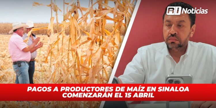 Pagos a productores de maíz en Sinaloa comenzarán el 15 abril