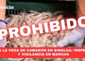 Inicia la Veda de Camarón en Sinaloa: Inspección y Vigilancia en Marcha