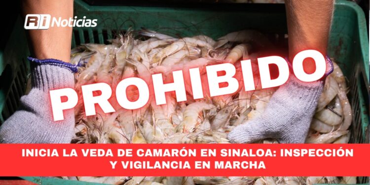 Inicia la Veda de Camarón en Sinaloa: Inspección y Vigilancia en Marcha