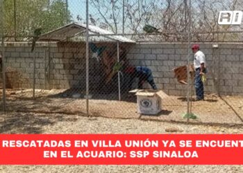 Aves rescatadas en Villa Unión ya se encuentran en el acuario: SSP Sinaloa