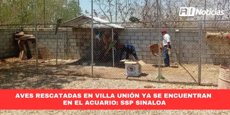 Aves rescatadas en Villa Unión ya se encuentran en el acuario: SSP Sinaloa